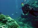 Interns diving